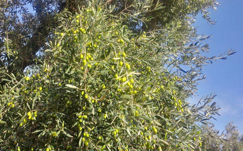 Masseria Don Sante Φαζάνο Εξωτερικό φωτογραφία