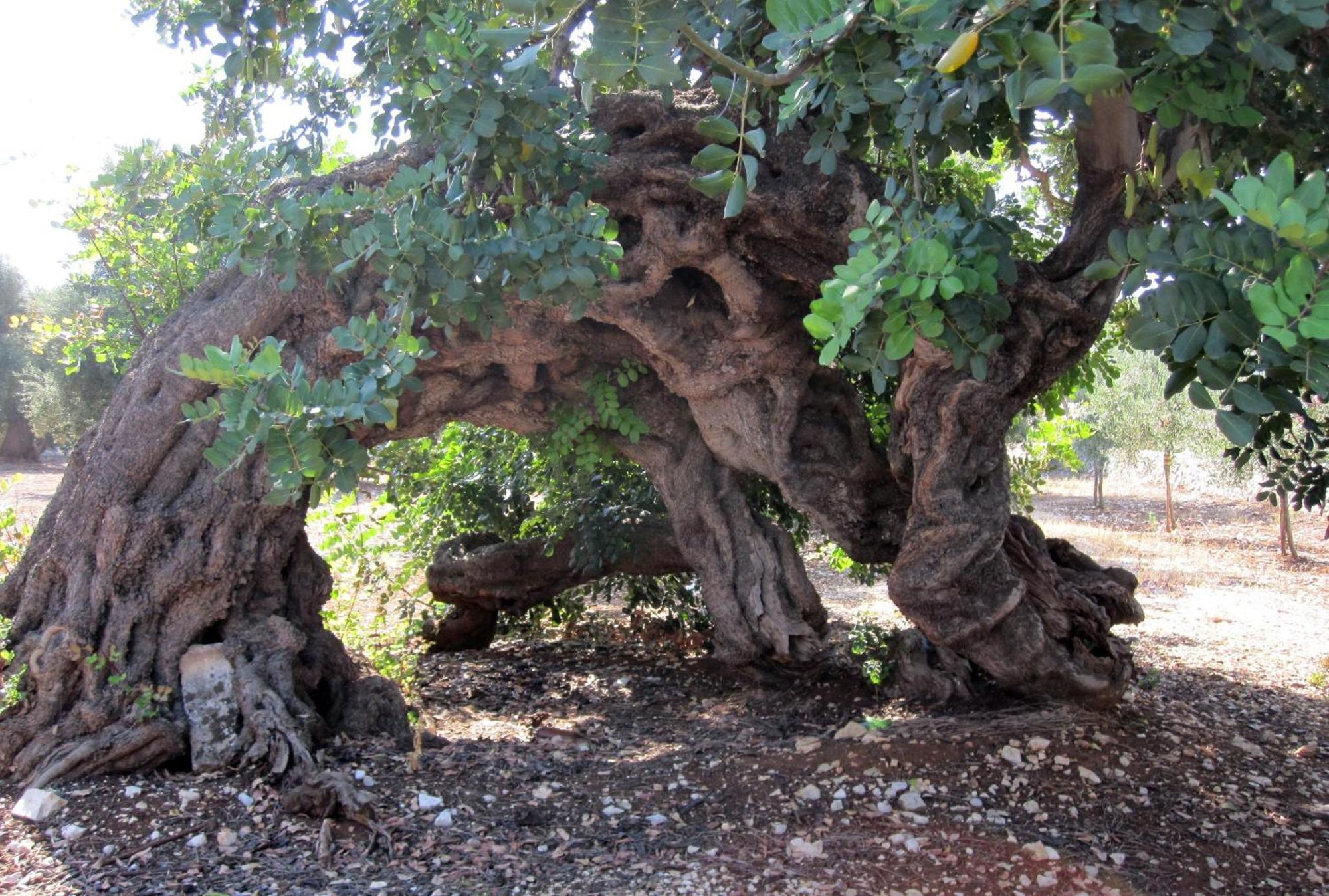 Masseria Don Sante Φαζάνο Εξωτερικό φωτογραφία