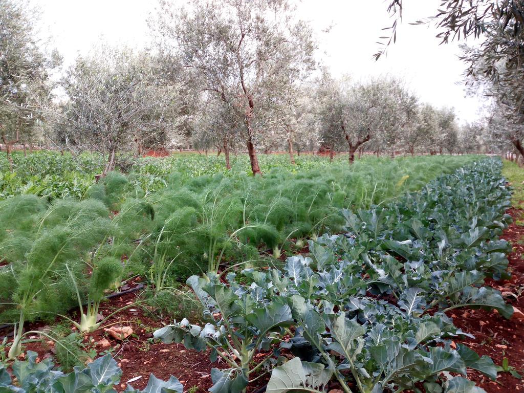 Masseria Don Sante Φαζάνο Εξωτερικό φωτογραφία