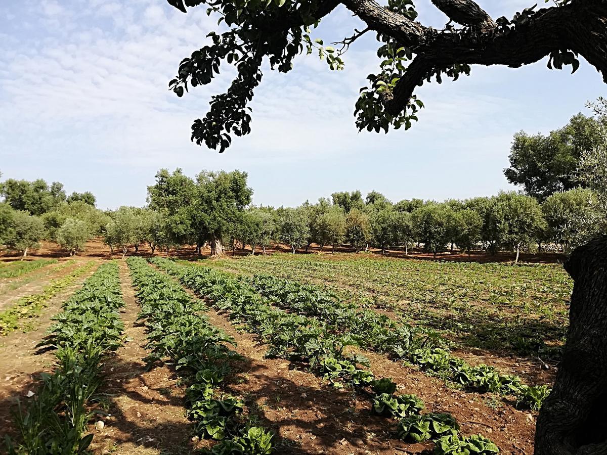 Masseria Don Sante Φαζάνο Εξωτερικό φωτογραφία